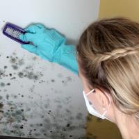 Mold Inspection & Testing Tallahassee FL image 2